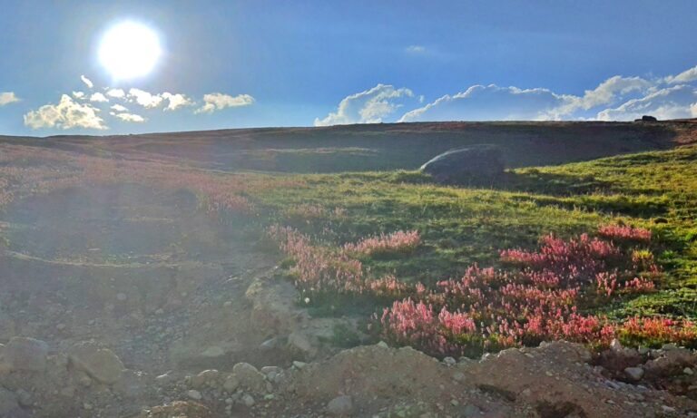 Deosai Plains Wildflowers