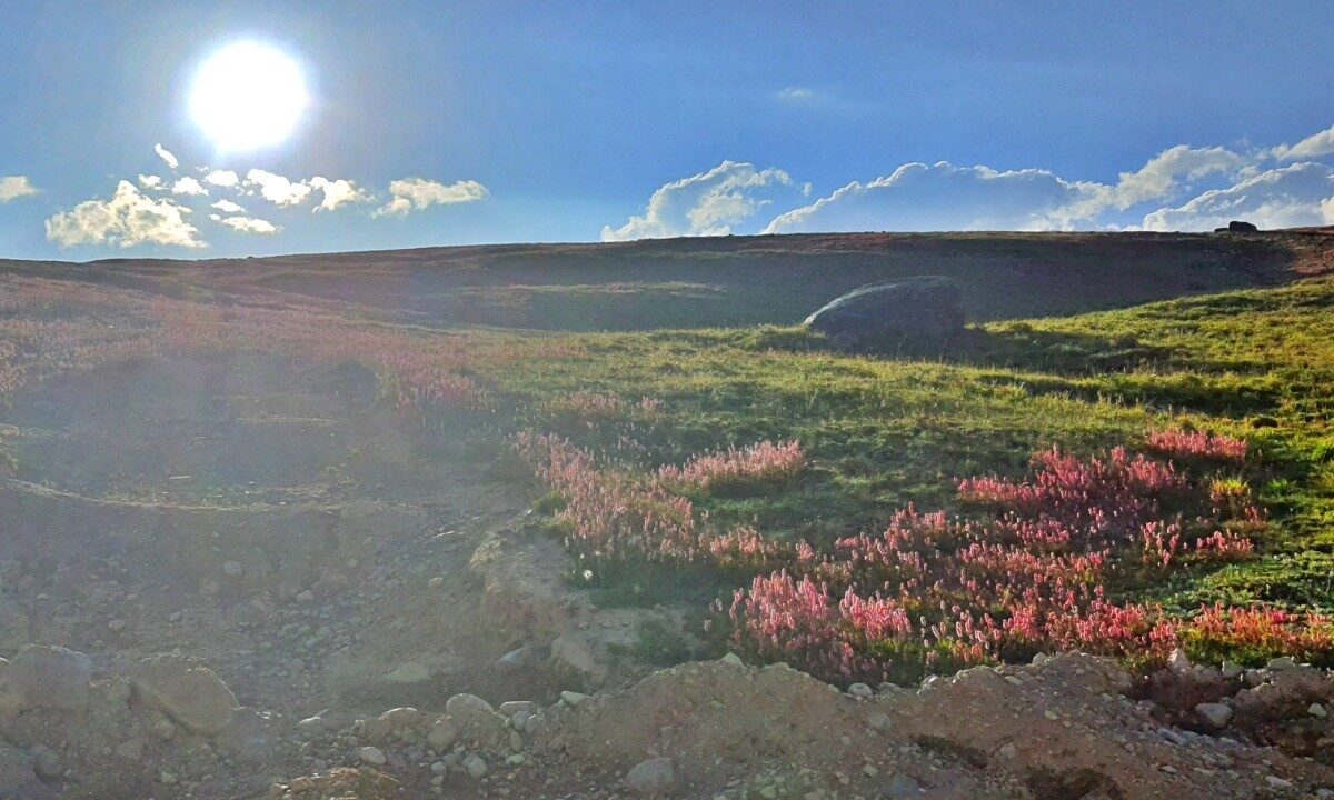 Deosai Plains Wildflowers