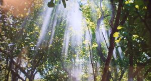 Sunlight filtering through tree branches